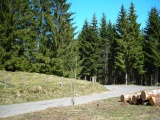 Cholerhöchi (Rossalmig)