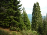 Stein