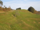 Buechen