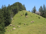 Schwand